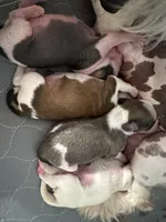 You name, a male Chinese Crested for sale in Natick, MA – Photo 2 of 5