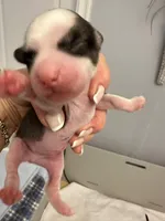 You name, a male Chinese Crested for sale in Natick, MA – Photo 3 of 5