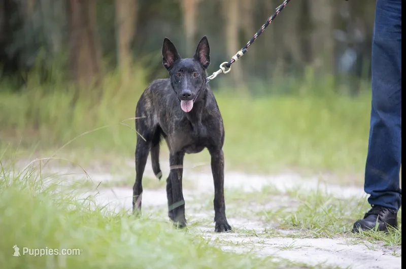 Viper – Belgian Malinois, Dutch Shepherd puppy for sale in Boca Raton, FL
