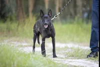 Viper, a female Belgian Malinois and Dutch Shepherd for sale in Boca Raton, FL – 1 of 4