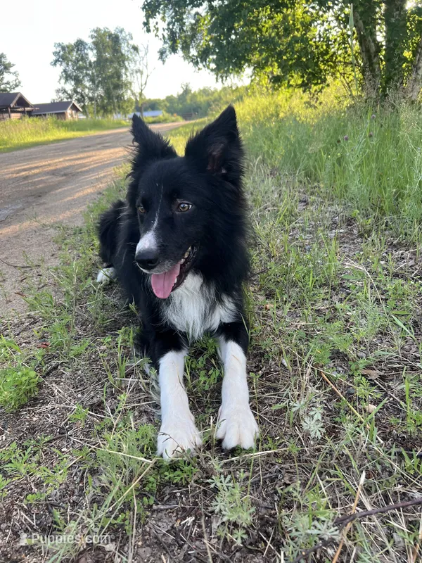 King – Border Collie puppy for sale in Tampa, FL