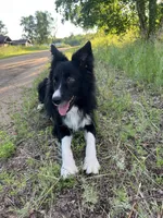 King, a male Border Collie for sale in Tampa, FL – 1 of 2
