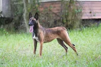 Camilla, a female Belgian Malinois for sale in Boca Raton, FL – 1 of 6