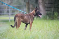 Victory, a female Belgian Malinois for sale in Boca Raton, FL – 2 of 4
