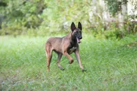 Camilla, a female Belgian Malinois for sale in Boca Raton, FL – 4 of 6