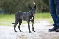 Nova, a female Belgian Malinois and Dutch Shepherd for sale in Tampa, FL – 2 of 7