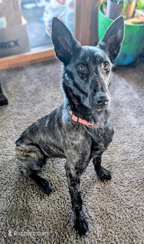 Viper – Belgian Malinois, Dutch Shepherd puppy for sale in Tampa, FL