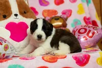 processed/fc7f1ad1-d314-4855-ba7b-a7f677dba74e/listing/0e97db54-e9e7-45b3-bb17-f6f115c67143/f7b1ecd8-8457-4b28-8dfb-de1664a3cec9