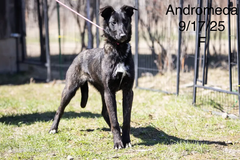 Andromeda  – Belgian Malinois, Dutch Shepherd puppy for sale in Plant City, FL