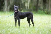 Luna, a female Belgian Malinois and Dutch Shepherd for sale in Tampa, FL – 3 of 4