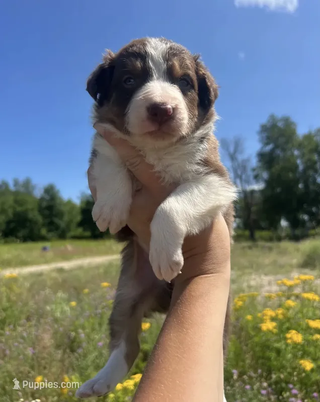 Duke – Border Collie puppy for sale in Plant City, FL
