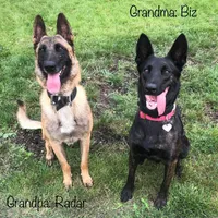 Galaxy, a female Belgian Malinois for sale in Plant City, FL – Photo 9 of 9