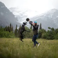 Galaxy, a female Belgian Malinois for sale in Plant City, FL – Photo 6 of 9