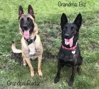 Galaxy, a female Belgian Malinois for sale in Plant City, FL – Photo 7 of 9