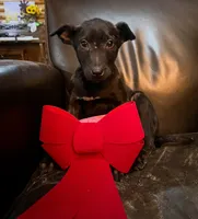 Galaxy, a female Belgian Malinois for sale in Plant City, FL – Photo 1 of 9