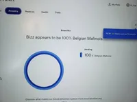 Galaxy, a female Belgian Malinois for sale in Plant City, FL – Photo 9 of 9