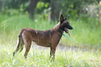 Camilla, a female Belgian Malinois for sale in Boca Raton, FL – 2 of 6