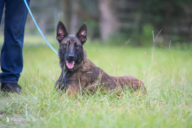 Victory – Belgian Malinois puppy for sale in Boca Raton, FL