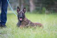 Victory, a female Belgian Malinois for sale in Boca Raton, FL – 1 of 4