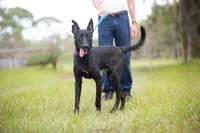 Kratos, a male Belgian Malinois and Dutch Shepherd for sale in Tampa, FL – 1 of 6