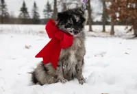 Batman, a male Pomeranian for sale in Plant City, FL – Photo 3 of 7