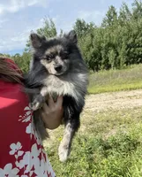 Batman, a male Pomeranian for sale in Plant City, FL – Photo 7 of 7