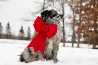 Batman, a male Pomeranian for sale in Plant City, FL – Photo 4 of 7