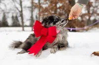 Batman, a male Pomeranian for sale in Plant City, FL – Photo 5 of 7
