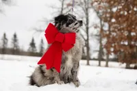 Batman, a male Pomeranian for sale in Plant City, FL – Photo 1 of 7