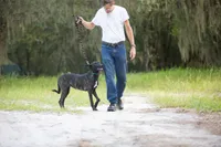 Nova, a female Belgian Malinois and Dutch Shepherd for sale in Tampa, FL – 7 of 7