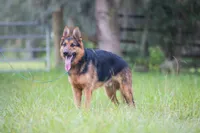 Zeus , a male German Shepherd Dog for sale in Tampa, FL – 2 of 5