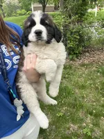 Remmy, a female Saint Bernard for sale in Plant City, FL – 1 of 2