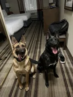 Twilight , a female Belgian Malinois and Dutch Shepherd for sale in Tampa, FL – 7 of 9