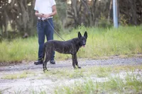 Nova, a female Belgian Malinois and Dutch Shepherd for sale in Tampa, FL – 4 of 7