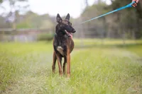 Valor, a female Belgian Malinois for sale in Tampa, FL – 3 of 7