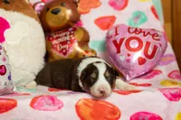 Snickers, a male Australian Shepherd and Border Collie for sale in Plant City, FL – Photo 2 of 4
