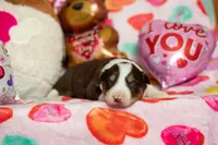 Snickers, a male Australian Shepherd and Border Collie for sale in Plant City, FL – Photo 1 of 4
