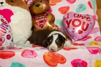 Snickers, a male Australian Shepherd and Border Collie for sale in Plant City, FL – Photo 4 of 4