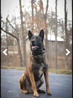 Victory, a female Belgian Malinois for sale in Plant City, FL – Photo 5 of 7