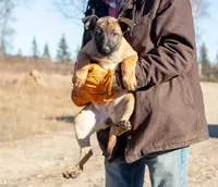 Victory, a female Belgian Malinois for sale in Plant City, FL – Photo 1 of 7