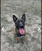 Victory, a female Belgian Malinois for sale in Plant City, FL – Photo 4 of 7