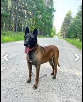 Victory, a female Belgian Malinois for sale in Plant City, FL – Photo 6 of 7