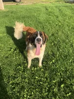 Rizzy, a female Saint Bernard for sale in Tampa, FL – 1 of 2