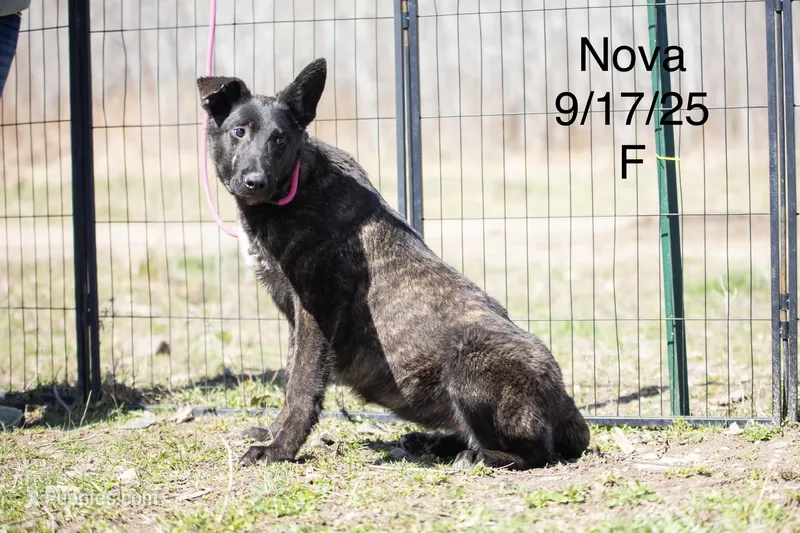 Nova – Belgian Malinois, Dutch Shepherd puppy for sale in Plant City, FL