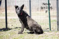 Nova, a female Belgian Malinois and Dutch Shepherd for sale in Plant City, FL – 1 of 4