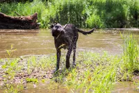 Twilight , a female Belgian Malinois and Dutch Shepherd for sale in Tampa, FL – 8 of 9