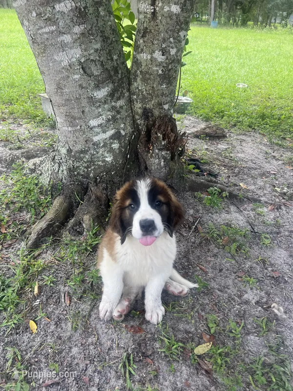Justice – Saint Bernard puppy on hold in Boca Raton, FL