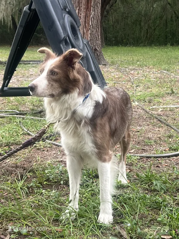 Secret 🎀 King 👑  – Border Collie puppy on hold in Boca Raton, FL