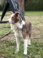 Secret 🎀 King 👑 , a female Border Collie for sale in Boca Raton, FL – 1 of 2