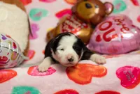 processed/fc7f1ad1-d314-4855-ba7b-a7f677dba74e/listing/33b6a166-40d1-4d66-997e-de98642ca224/9a2b00c8-fd11-4a19-b89f-861b766c7f5c